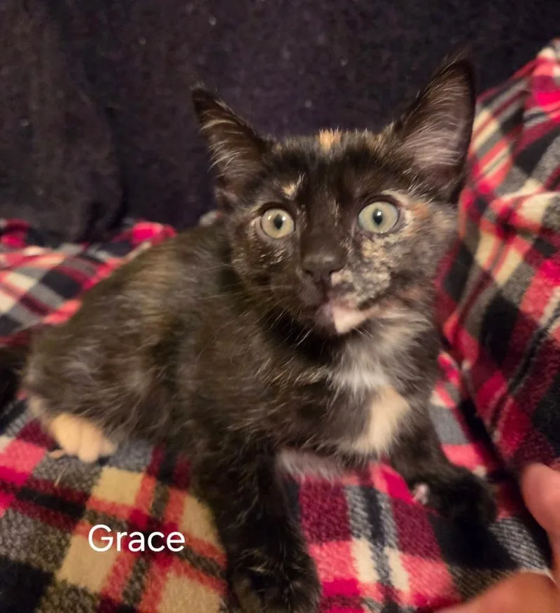A baby small-sized female Domestic Short Hair cat named Grace for adoption in Metamora, IL