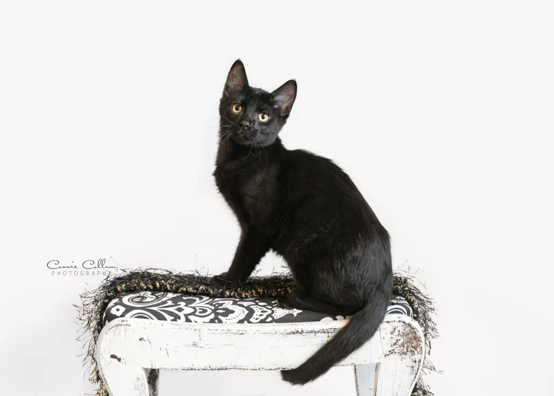 A young medium-sized female Black Domestic Short Hair cat named Tianna for adoption in Homewood, AL