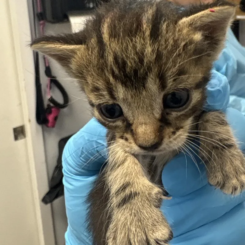 A baby small-sized female Brown / Chocolate Domestic Short Hair cat named Maria for adoption in West Palm Beach, FL