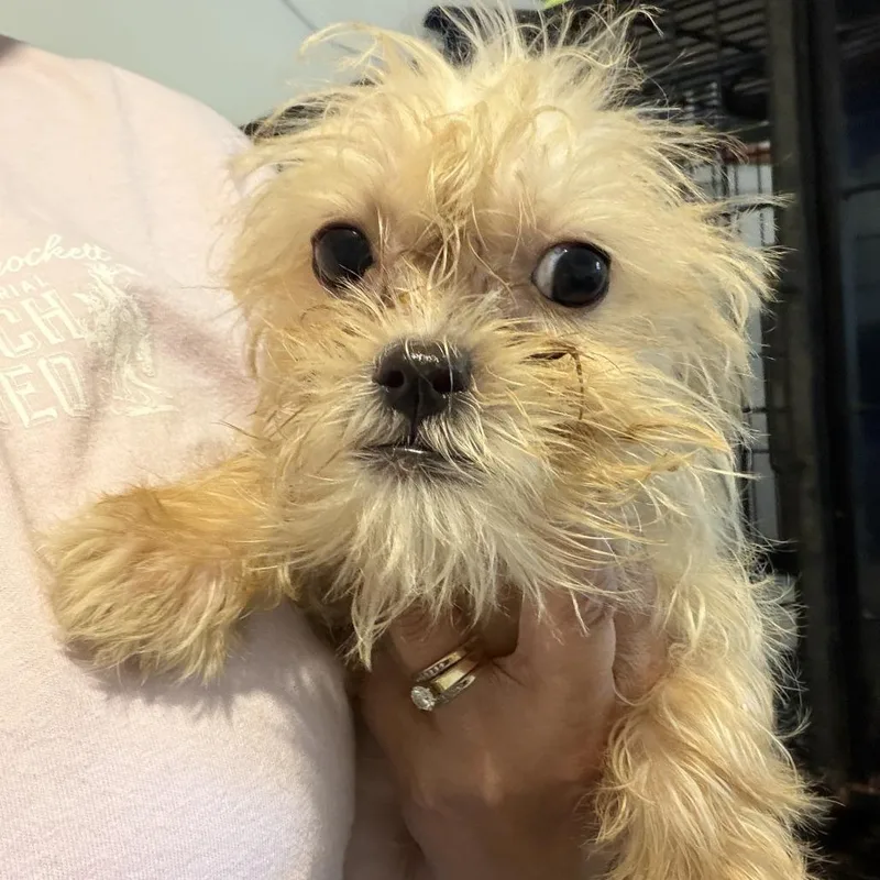 A baby small-sized female Yellow / Tan / Blond / Fawn Terrier dog named Fay for adoption in Montgomery, TX