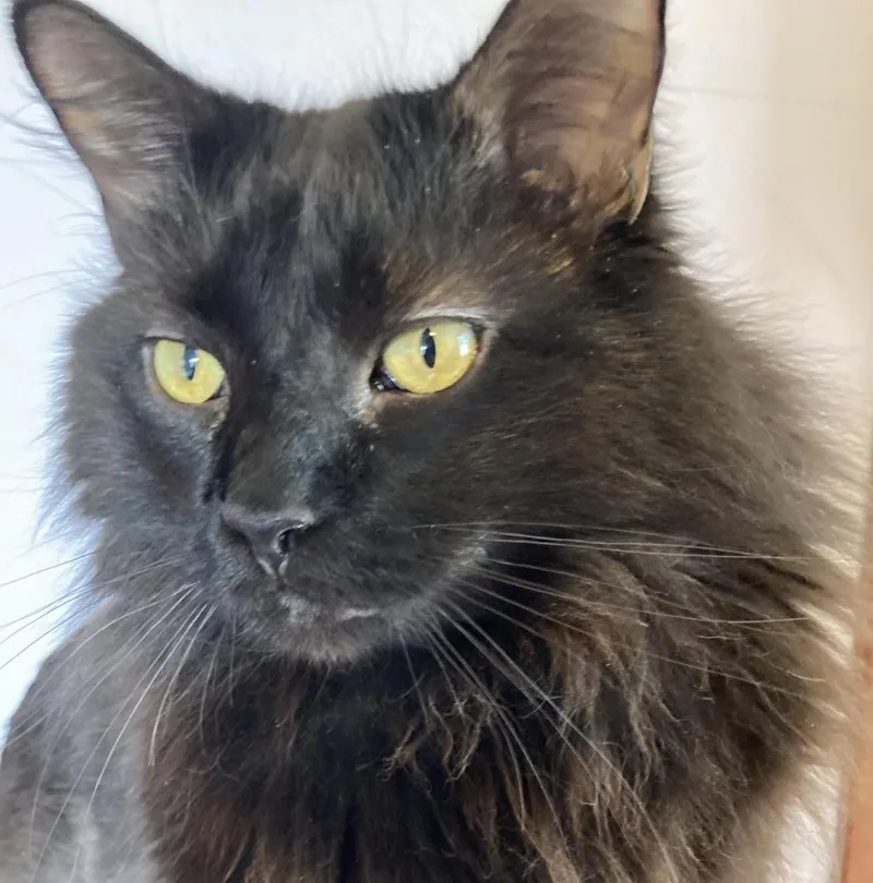 A senior large-sized male Domestic Long Hair cat named Sam for adoption in Minneapolis, MN