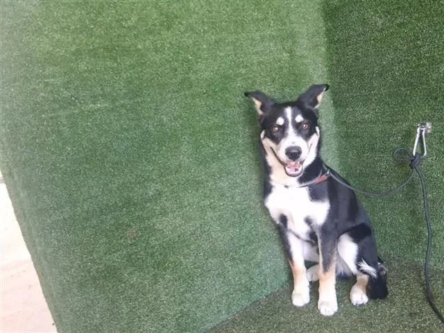 A young small-sized male Siberian Husky dog named Jonah for adoption in Lancaster, CA