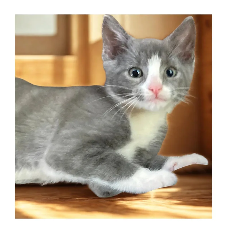 A baby medium-sized male Gray & White Domestic Short Hair cat named Pablo for adoption in Charlotte, NC