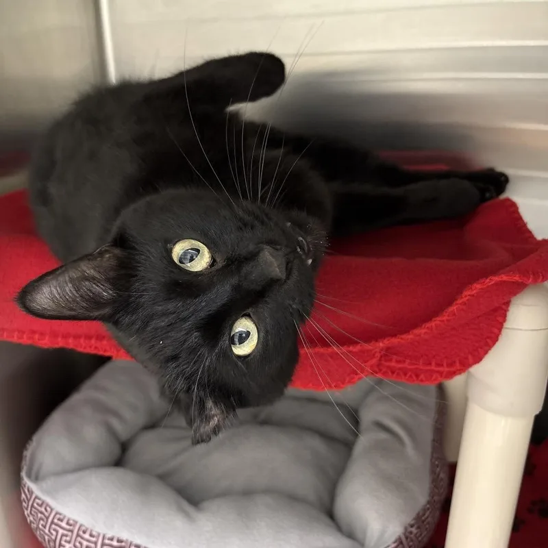 An adult small-sized male Black Domestic Short Hair cat named Van Gogh for adoption in Detroit Lakes, MN