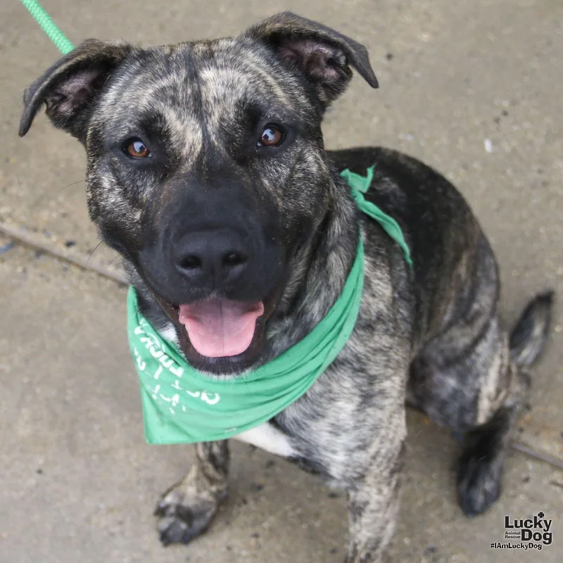 A young large-sized female Shepherd dog named Ivy for adoption in Washington, DC