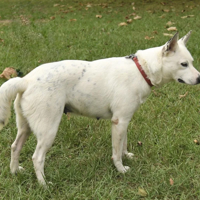 An adult medium-sized female White / Cream Australian Cattle Dog / Blue Heeler dog named Sydney for adoption in Natchez, MS