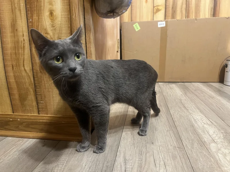 A young medium-sized female Gray / Blue / Silver Domestic Short Hair cat named Jazzy for adoption in Canal Fulton, OH