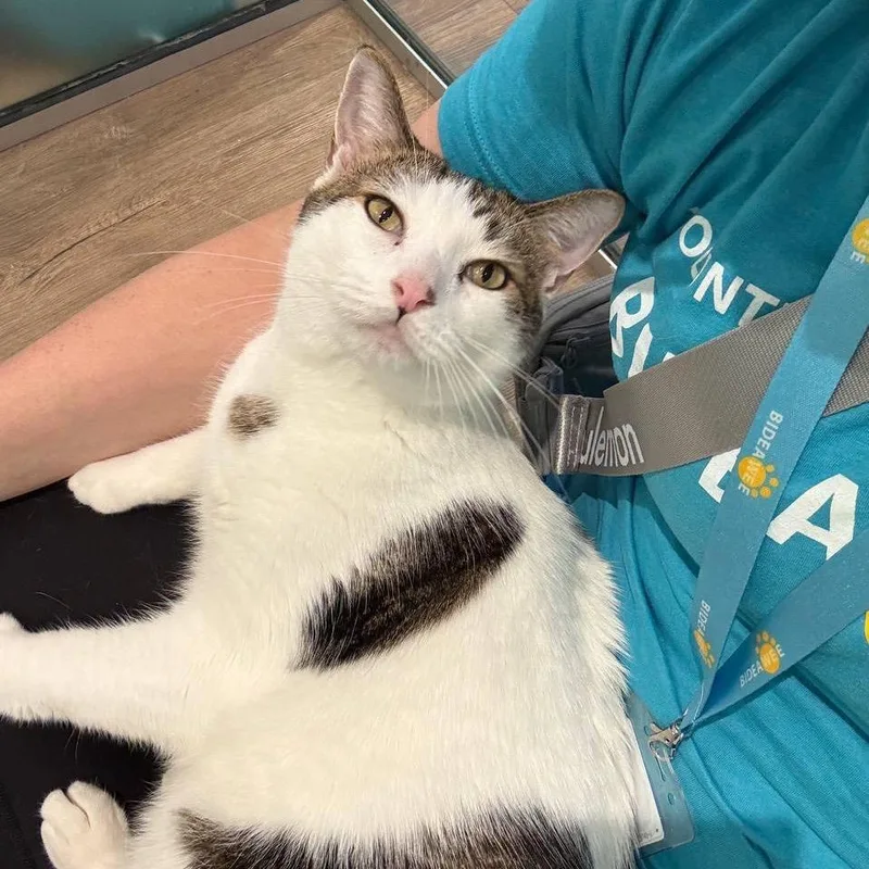 An adult large-sized male White Domestic Short Hair cat named Spirit for adoption in Wantagh, NY