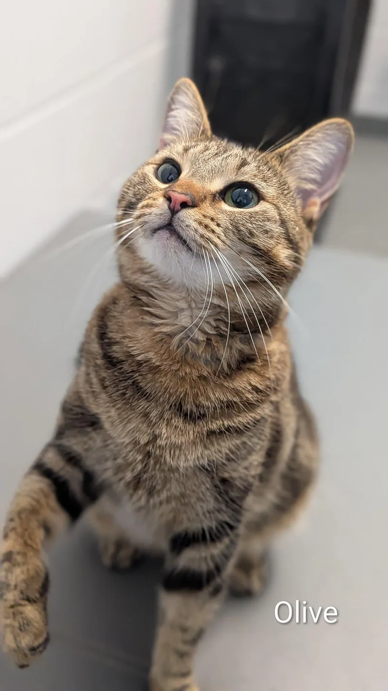 An adult medium-sized female Tabby (Brown / Chocolate) Domestic Short Hair cat named Olive for adoption in Flint, MI
