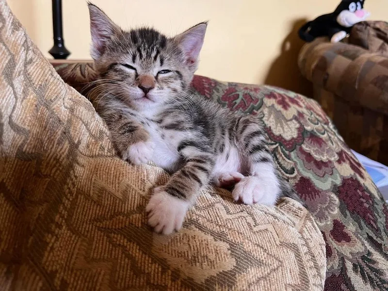 A baby medium-sized female Domestic Short Hair cat named Dolly for adoption in Shoreline, WA