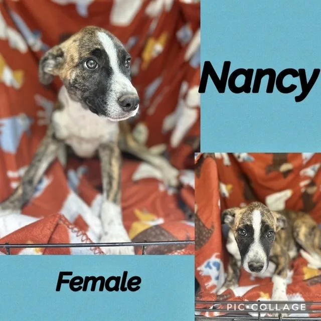 A baby medium-sized female Labrador Retriever dog named Nancy for adoption in Manchester, CT