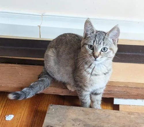 A baby small-sized female Domestic Short Hair cat named Dove for adoption in St. Johnsbury, VT