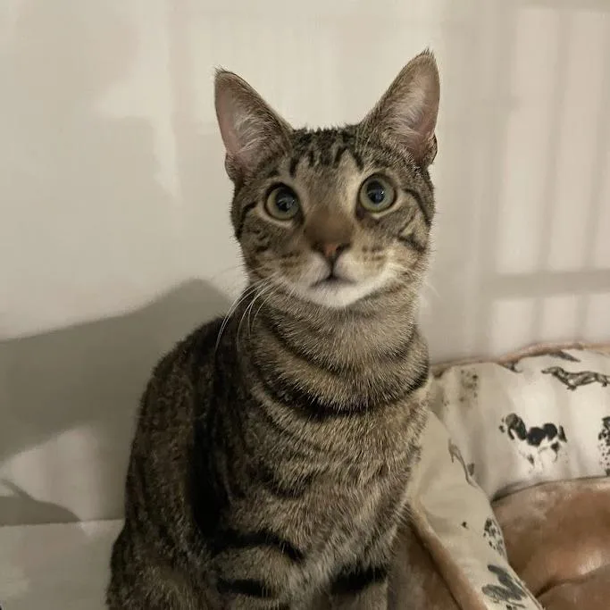 A young medium-sized male Brown / Chocolate Domestic Short Hair cat named Hissy for adoption in Port Charlotte, FL
