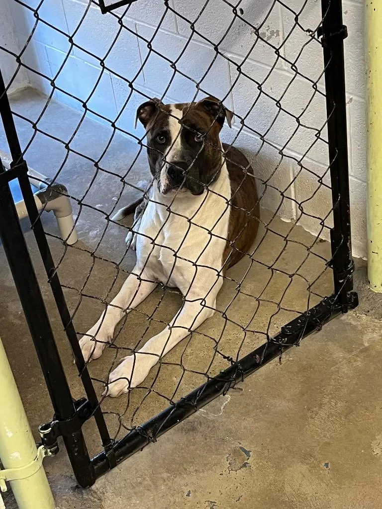 A baby medium-sized male Pit Bull Terrier dog named Canelo for adoption in Morgantown, KY