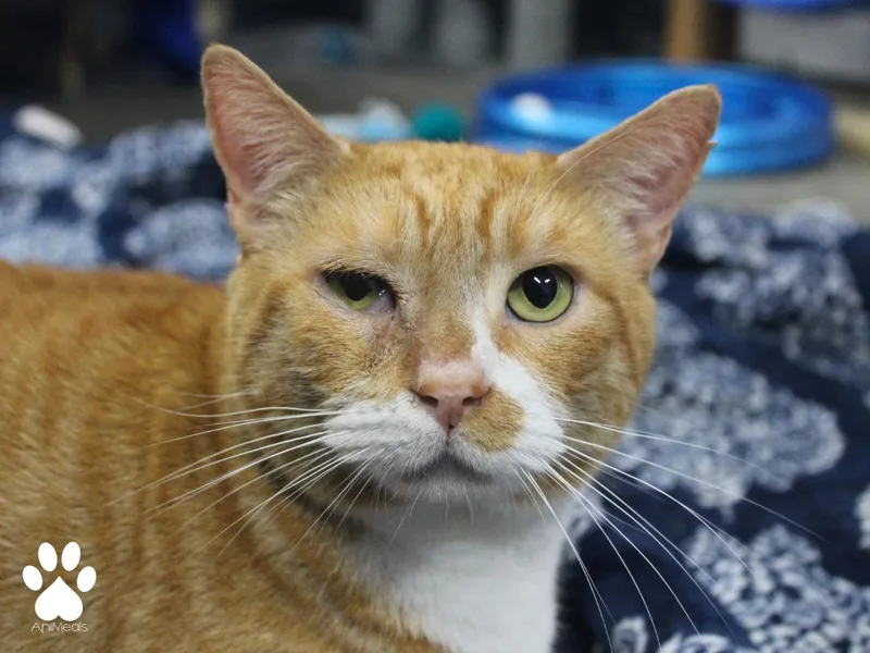 An adult large-sized male Orange & White Domestic Short Hair cat named Jon for adoption in Missoula, MT