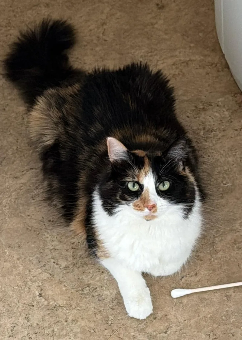 An adult medium-sized female Calico cat named Scarlett & Gary for adoption in Woodbridge, NJ
