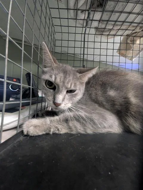 An adult medium-sized female Domestic Short Hair cat named Kimmy for adoption in Jacksonville, FL