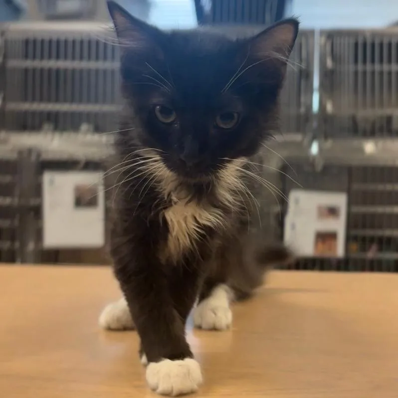 A baby small-sized male Black Domestic Medium Hair cat named Clydesdale for adoption in Charlottesville, VA