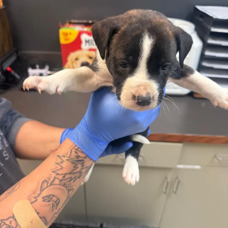 A baby small-sized female Brown / Chocolate Mixed Breed dog named Buttered Bizkit for adoption in Springboro, OH