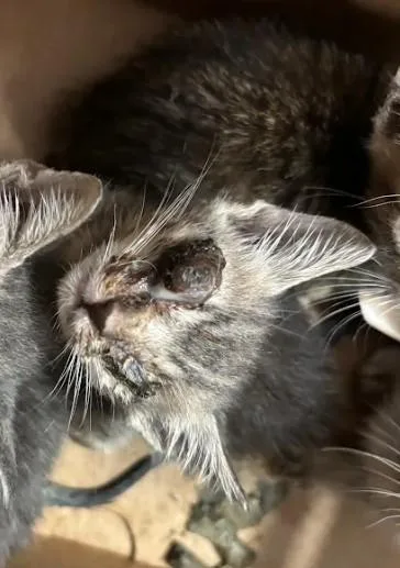 A baby small-sized male Domestic Short Hair cat named Micky Dolenz for adoption in Atlanta, GA