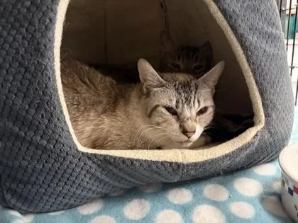 A senior small-sized female Domestic Short Hair cat named Bobby for adoption in Lowell, MA