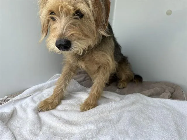 An adult medium-sized female Mixed Breed dog named J.k. Growling for adoption in Augusta, GA