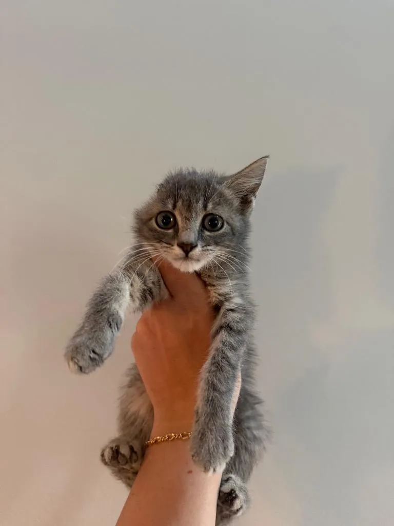 A baby large-sized female Domestic Short Hair cat named Buggs for adoption in warrenville, SC