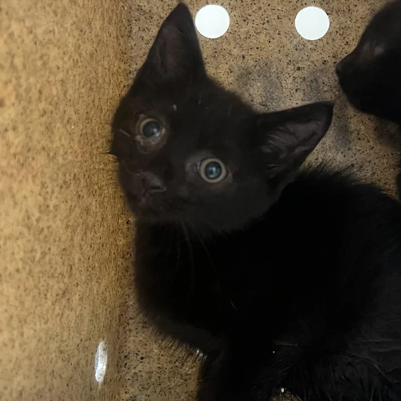 A baby small-sized male Domestic Short Hair cat named 72300 for adoption in Harrisonburg, VA