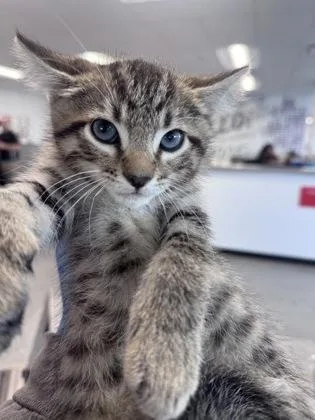 A baby small-sized male Domestic Short Hair cat named Baptiste for adoption in West Chester, PA