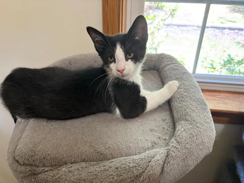 A baby medium-sized male Domestic Short Hair cat named Taloose for adoption in Lancaster, PA
