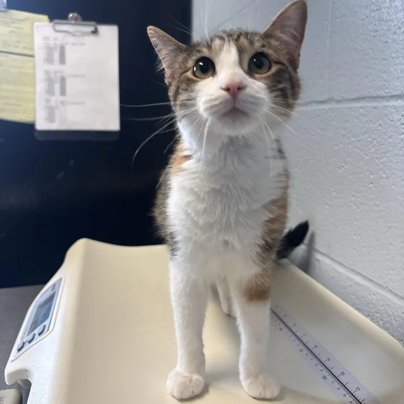 A young medium-sized female Brown / Chocolate Domestic Short Hair cat named Witching Hour for adoption in Carencro, LA