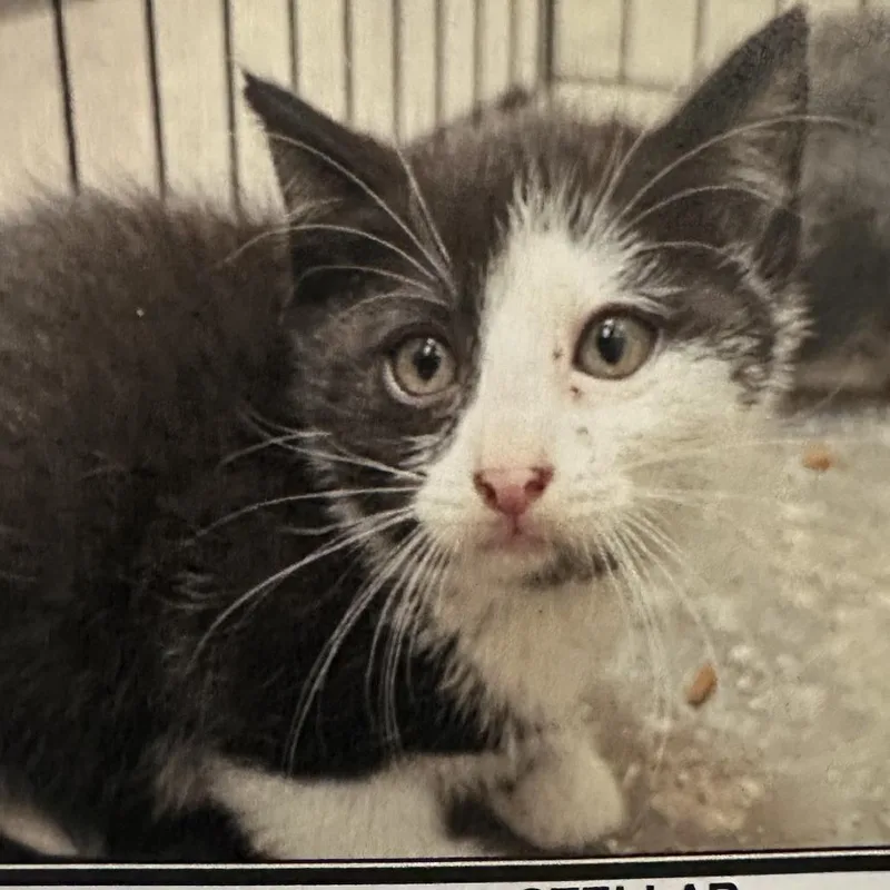A baby small-sized female Black Domestic Short Hair cat named Cherie for adoption in Los Angeles, CA