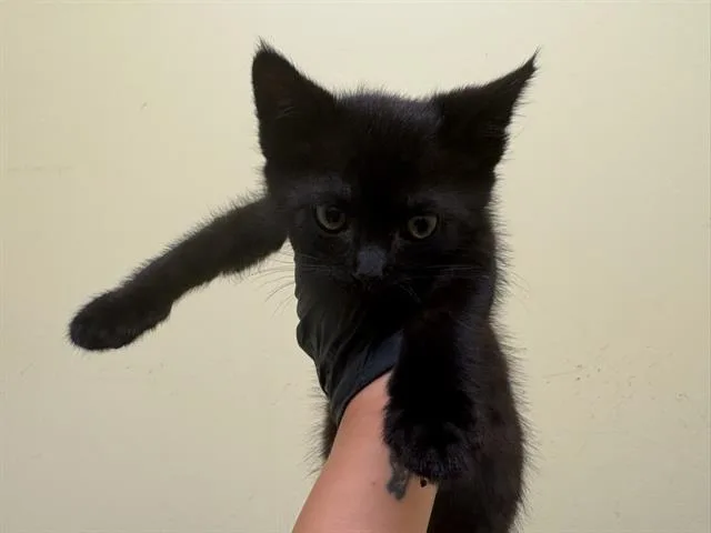 A baby small-sized male Domestic Short Hair cat named Blackjack for adoption in Tustin, CA