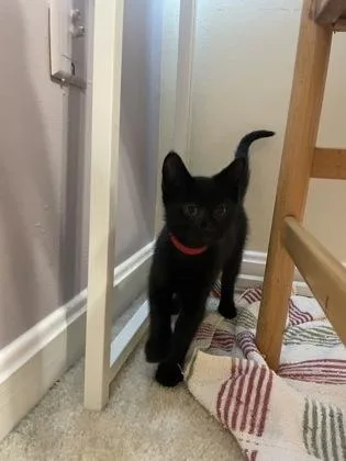 Jet