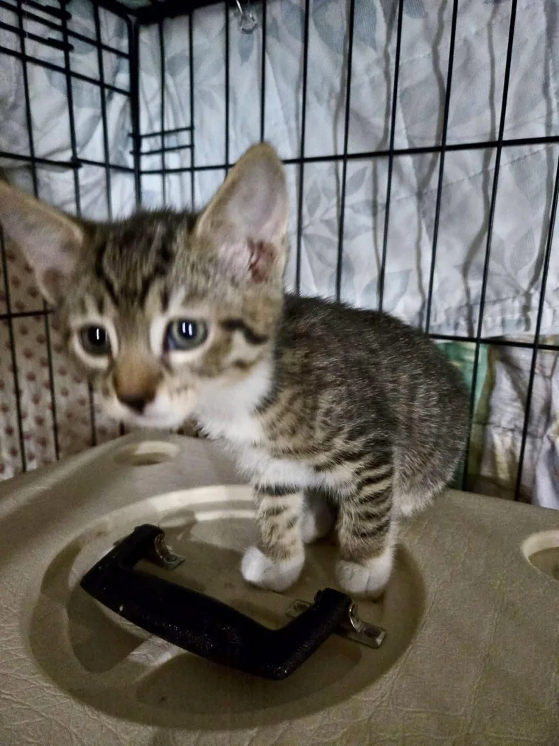 A baby medium-sized male Domestic Short Hair cat named Biscuit for adoption in Penndel, PA