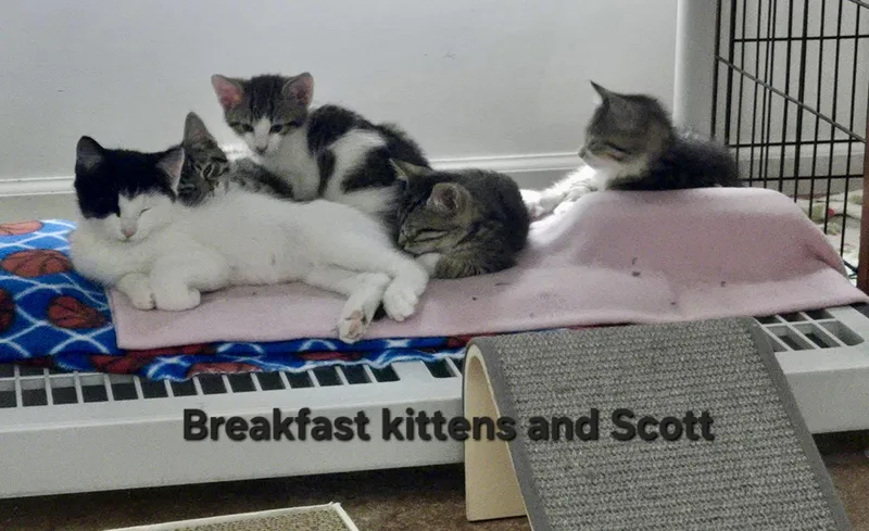 Biscuit thumbnail 3
