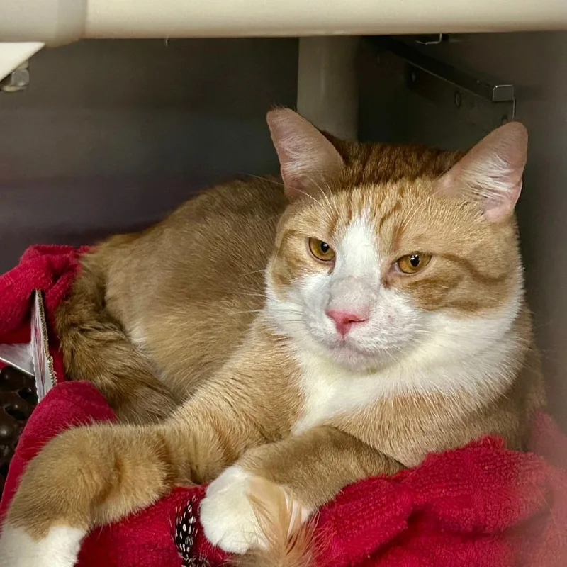 An adult large-sized male Orange / Red Domestic Short Hair cat named Lucky Charm for adoption in Hamburg, NY