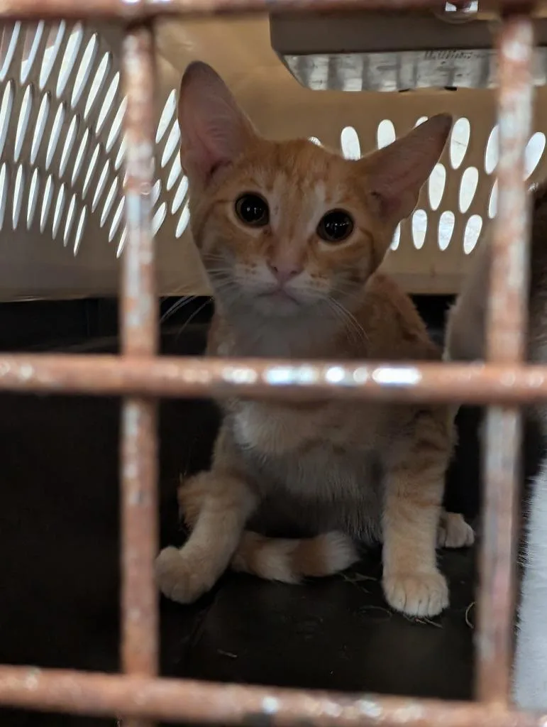 A baby small-sized male Domestic Short Hair cat named Arthur for adoption in Angola, IN