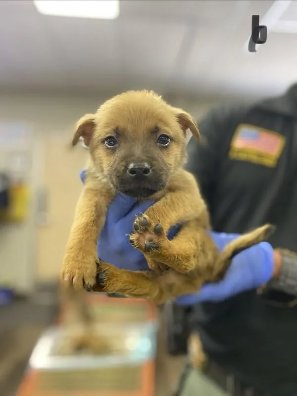 A baby medium-sized male Shepherd dog named Winston for adoption in Victorville, CA