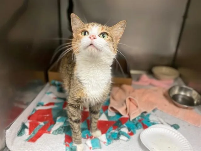 A young medium-sized female Domestic Short Hair cat named Sylvia for adoption in Fort Wayne, IN