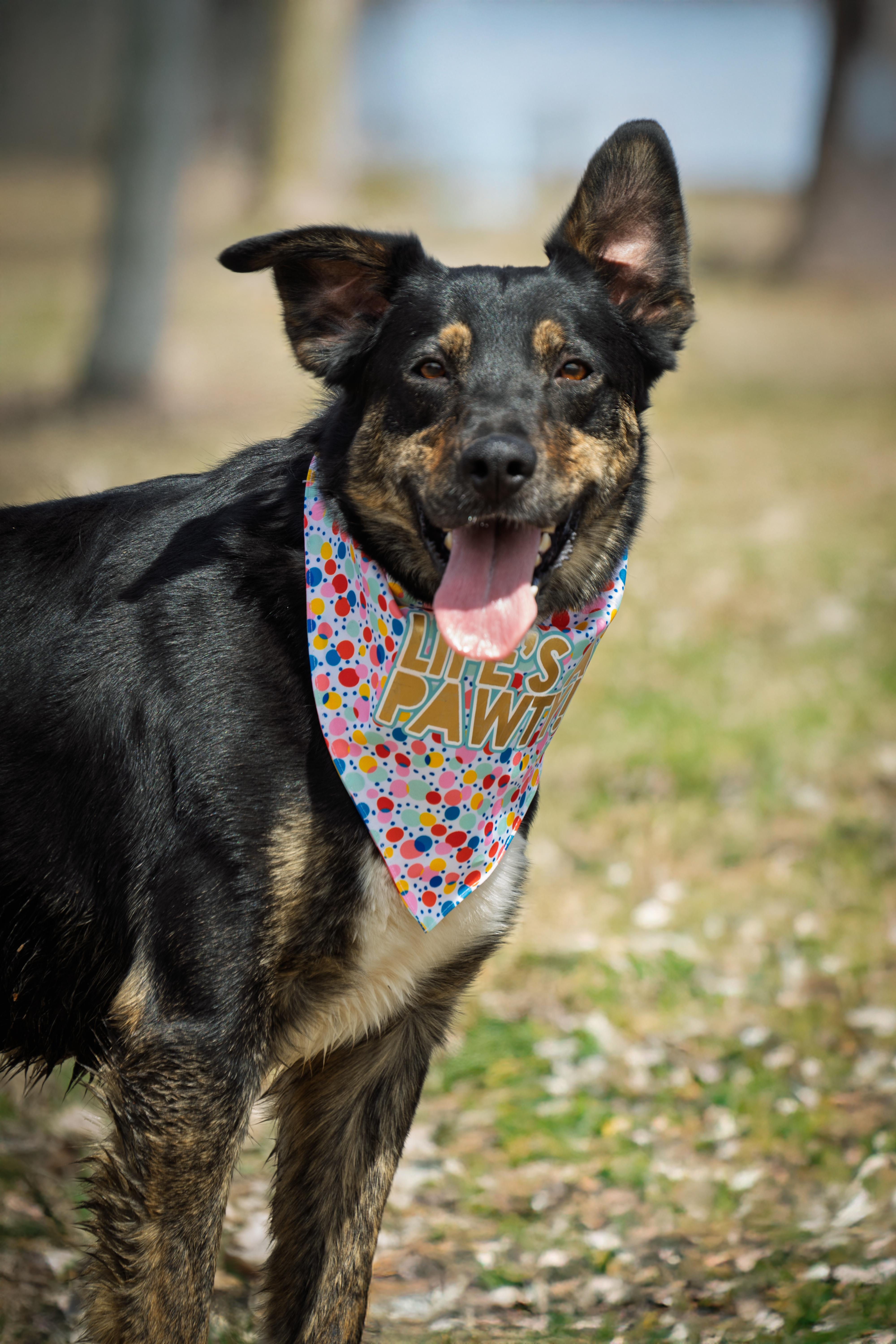 A young medium-sized male Cattle Dog dog named Lucas for adoption in Auburn, NE