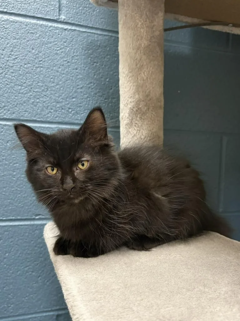 A young small-sized male Black Domestic Short Hair cat named Nugget for adoption in Valparaiso, IN
