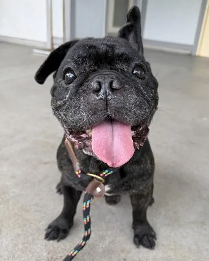 A senior medium-sized male French Bulldog dog named Shadow for adoption in Honolulu, HI