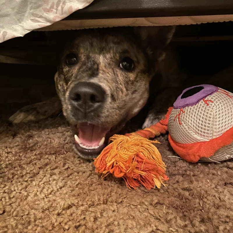An adult medium-sized female Brindle Australian Cattle Dog / Blue Heeler dog named Bella for adoption in FRISCO, TX