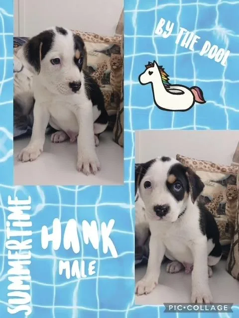 A baby medium-sized male Hound dog named Hank for adoption in Manchester, CT