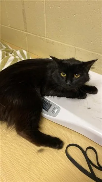 Bagheera