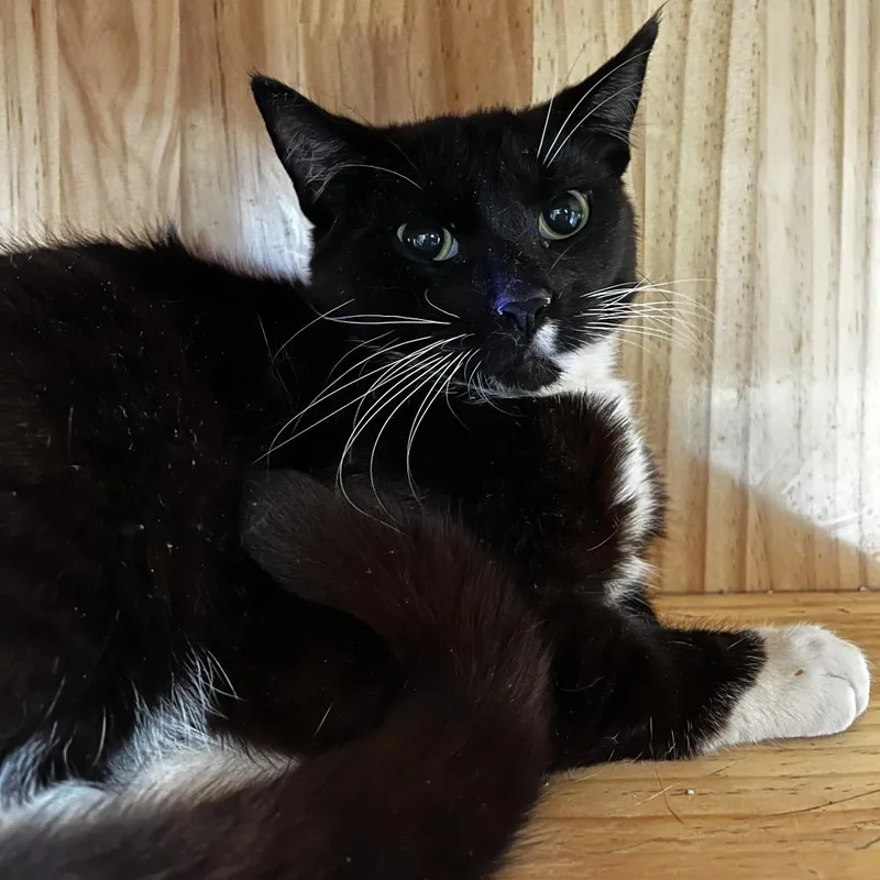 A young medium-sized male Black Domestic Short Hair cat named Ringo for adoption in Yucca Valley, CA