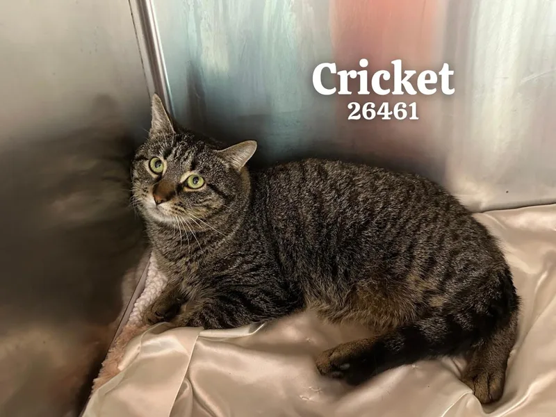 A young medium-sized male Tabby (Gray / Blue / Silver) Domestic Short Hair cat named Cricket for adoption in Oak Ridge, TN