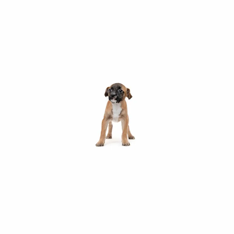 A baby medium-sized female Brown / Chocolate Mixed Breed dog named Taylor Suarez for adoption in Playa Vista, CA