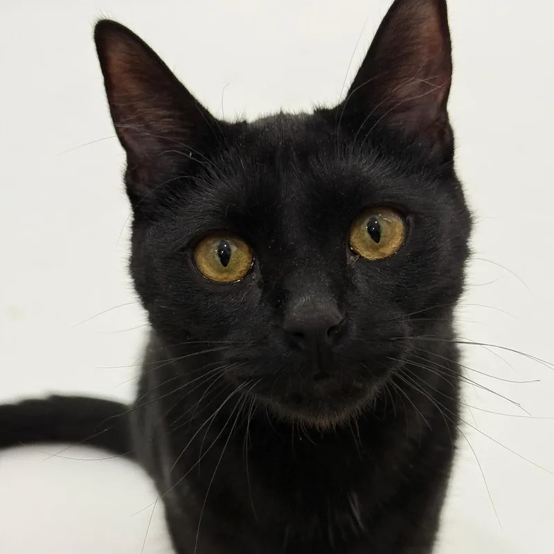 An adult small-sized male Black Domestic Short Hair cat named Count Orlok for adoption in Los Angeles, CA